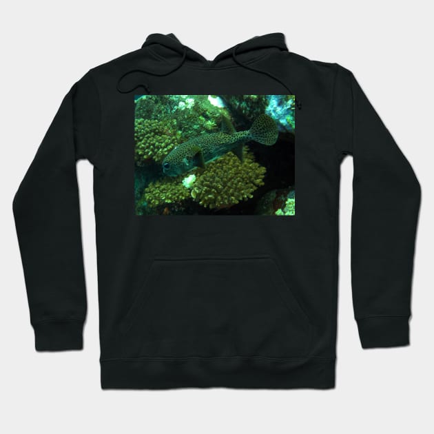 Porcupine Fish Hoodie by likbatonboot